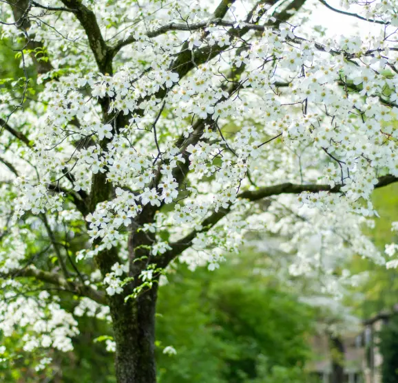 Tree with flowering white blossoms