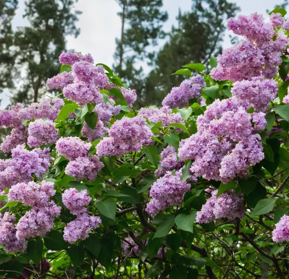 Blossoming lilac bush