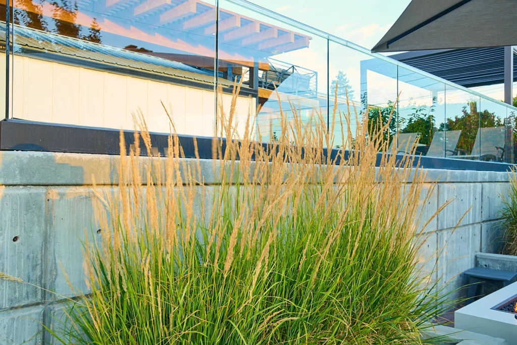 close up of decorative grasses near a concrete wall